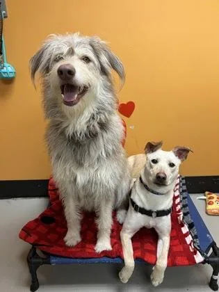 A young large-sized female Mixed Breed dog named Freya And Mr. Milo for adoption in Bellingham, WA