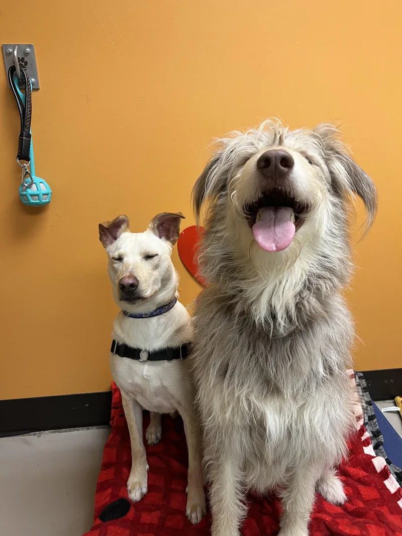 Freya And Mr. Milo thumbnail 2