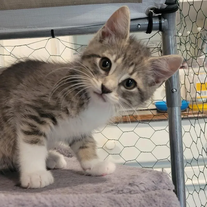 A baby small-sized male Tabby (Brown / Chocolate) Domestic Short Hair cat named Fru Fru for adoption in Martinsville, IN