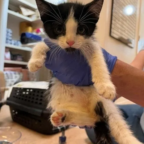 A baby small-sized male White Domestic Short Hair cat named Hive for adoption in Kanab, UT