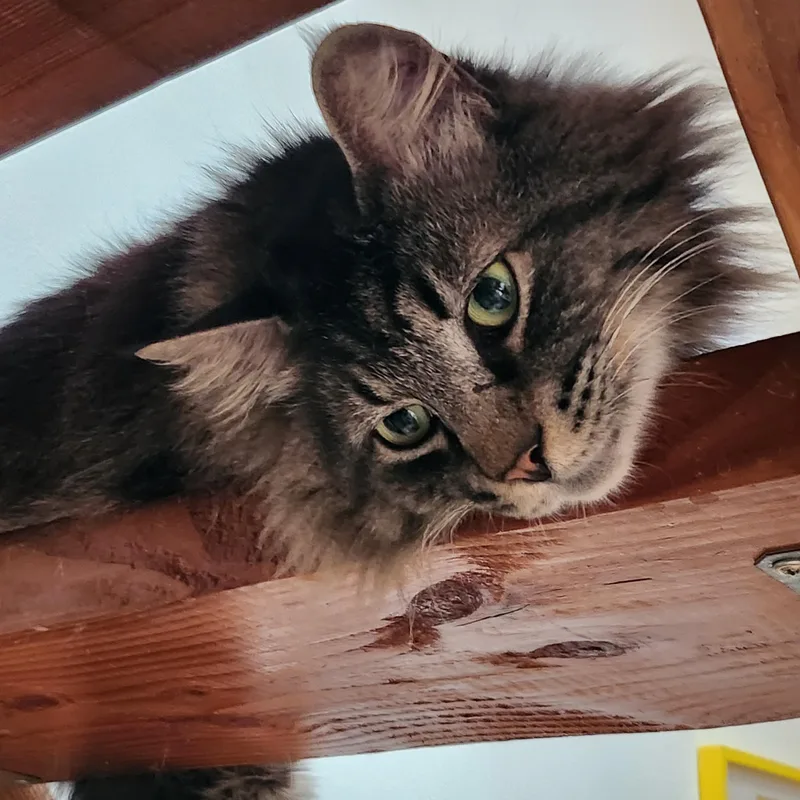 A young large-sized male Tabby (Buff / Tan / Fawn) Maine Coon cat named Felix for adoption in Marin, CA
