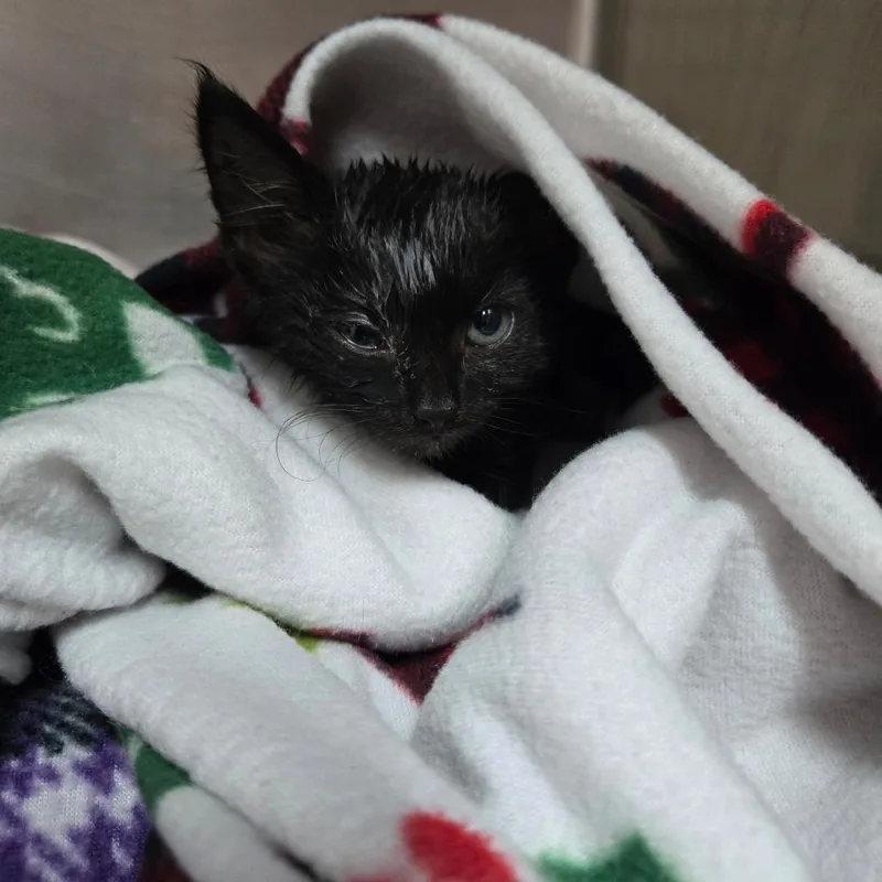 A baby small-sized male Black Domestic Medium Hair cat named Pop for adoption in Newport, TN