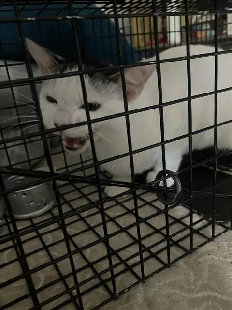 A young medium-sized female Domestic Short Hair cat named Mary for adoption in Dallas, TX