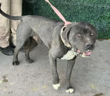 An adult large-sized male Black Pit Bull Terrier dog named Blast for adoption in El Paso, TX
