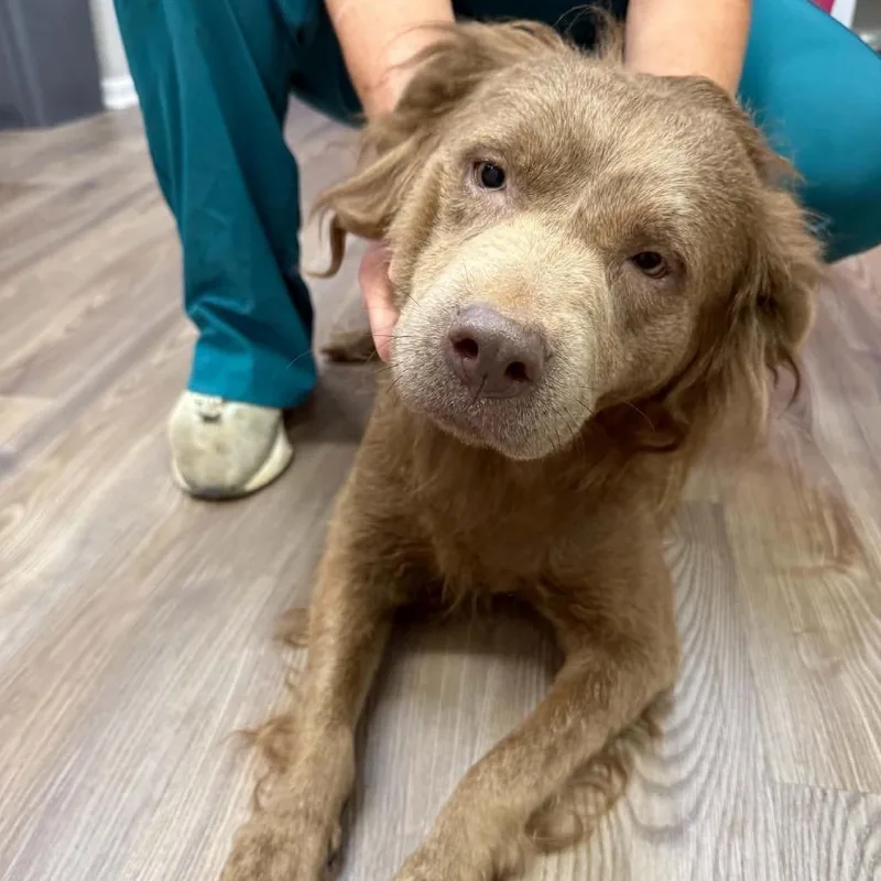An adult medium-sized female Yellow / Tan / Blond / Fawn Chesapeake Bay Retriever dog named Lottie for adoption in Opelika, AL