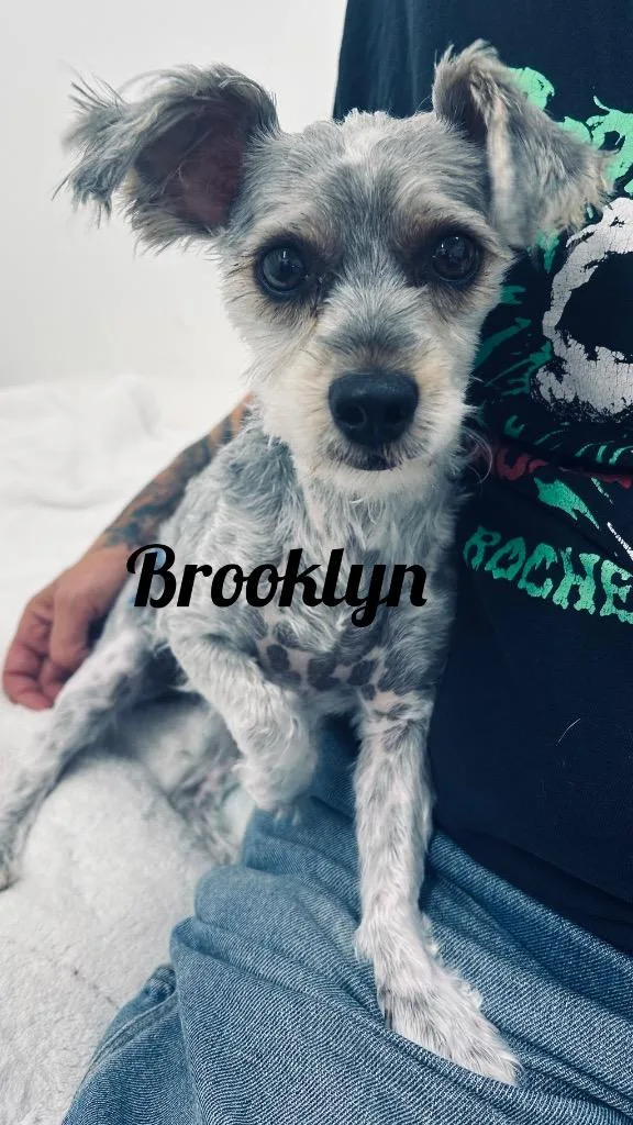 Brooklyn