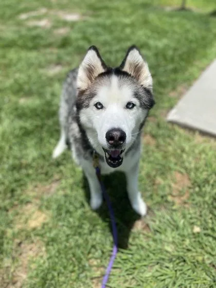 A senior large-sized male Siberian Husky dog named Fluffy for adoption in Vero Beach, FL