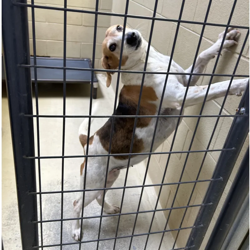 An adult medium-sized female Tricolor (Brown, Black, & White) Foxhound dog named Big Bertha for adoption in Clarksville, VA