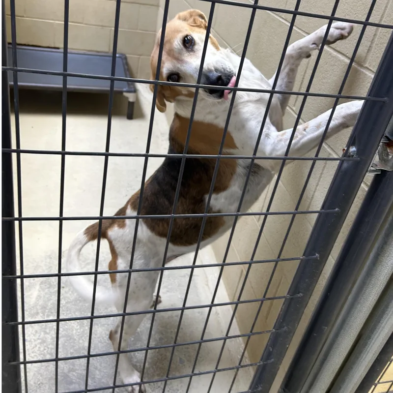 Big Bertha thumbnail 4