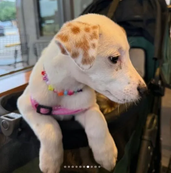 A baby small-sized female Tricolor (Brown, Black, & White) Mixed Breed dog named Nevada Pups: Nora for adoption in Dallas, TX
