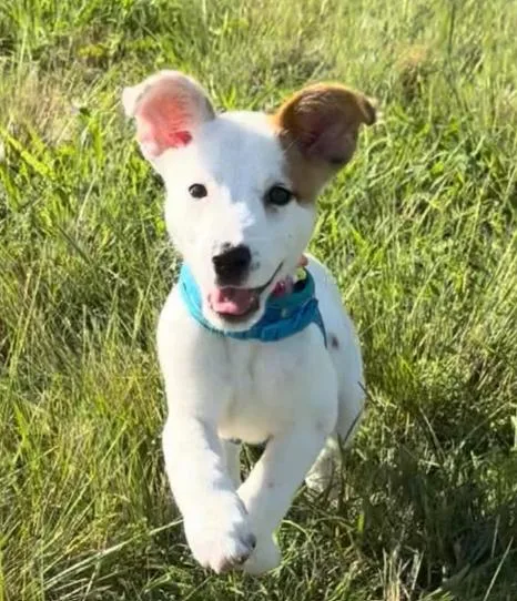 Nevada Pups: Nora thumbnail 2