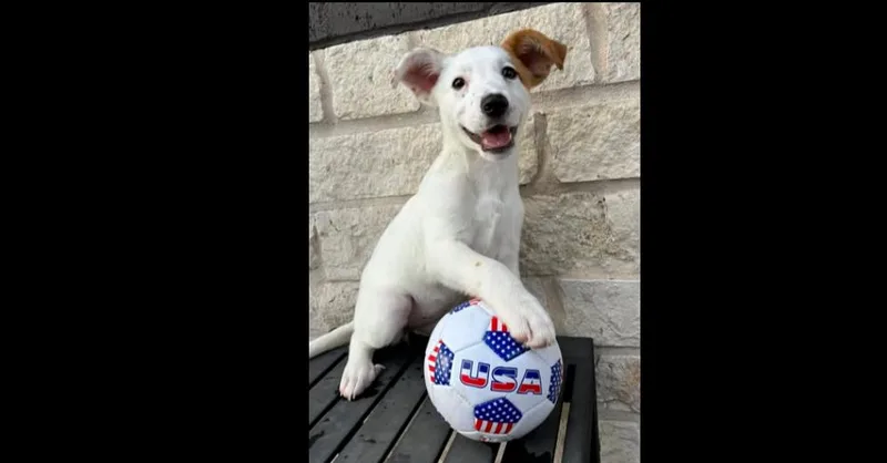 Nevada Pups: Nora thumbnail 3