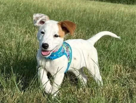 Nevada Pups: Nora thumbnail 4