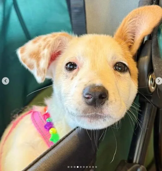 Nevada Pups: Nora thumbnail 5