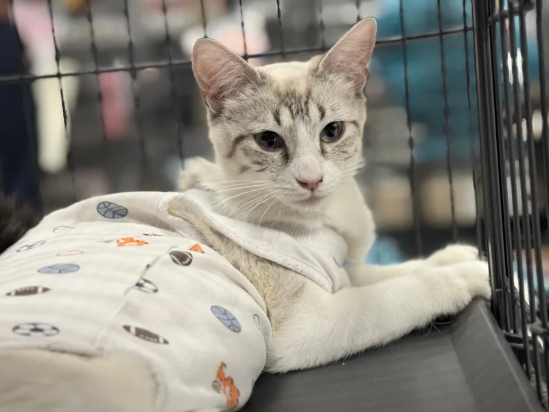 An adult medium-sized female Lilac Point Siamese cat named Madame Wong for adoption in San Juan Capistrano, CA
