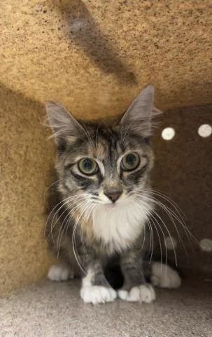 A young medium-sized female Domestic Short Hair cat named Sprinkle for adoption in Riverside, CA