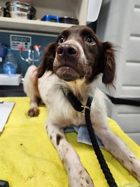 A young medium-sized male German Shorthaired Pointer dog named Spot for adoption in Newton, NC