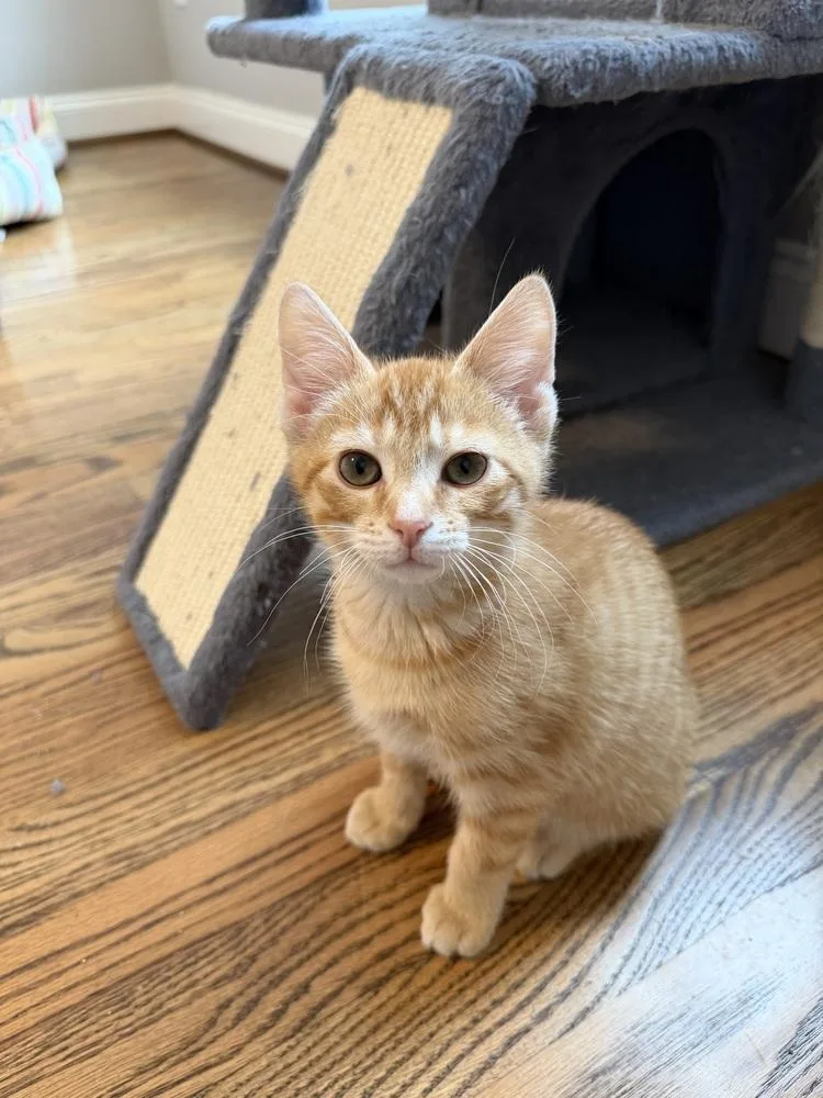 A baby small-sized male Orange & White Domestic Short Hair cat named Stormy for adoption in Greensboro, NC