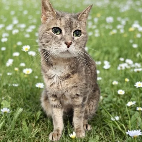An adult small-sized female Domestic Short Hair cat named Kindra for adoption in Clinton Township, MI