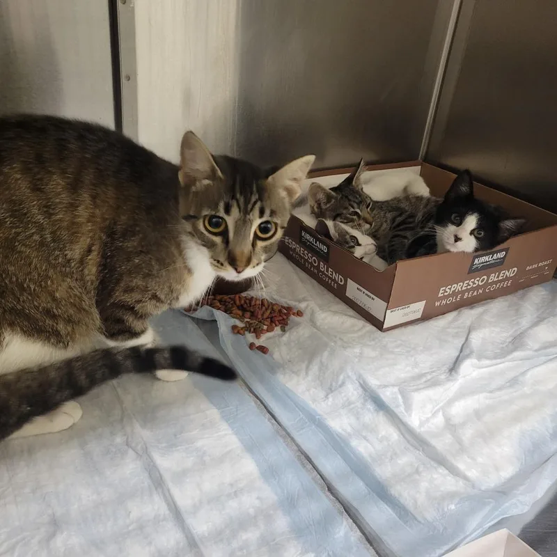 An adult small-sized female Brown / Chocolate Domestic Short Hair cat named Mom Cat for adoption in Westminster, CA