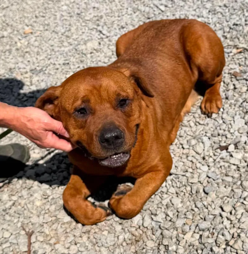 An adult large-sized female Rhodesian Ridgeback dog named Ellie for adoption in Port Saint Lucie, FL