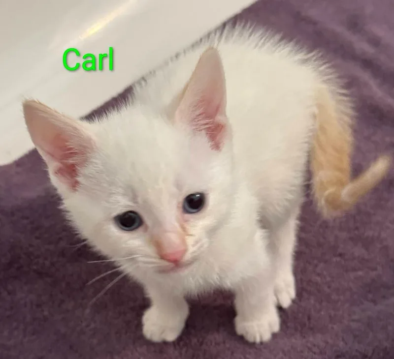 A baby large-sized male Siamese cat named Carl for adoption in San Jacinto, CA