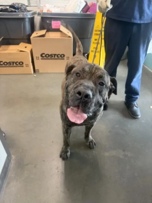 An adult large-sized male Presa Canario dog named Apollo for adoption in Chatsworth, CA