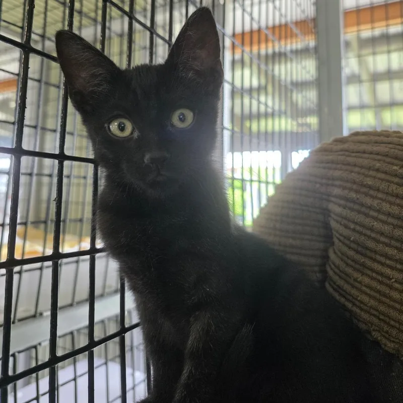 A baby small-sized male Black American Shorthair cat named Akiak for adoption in Freeport, FL