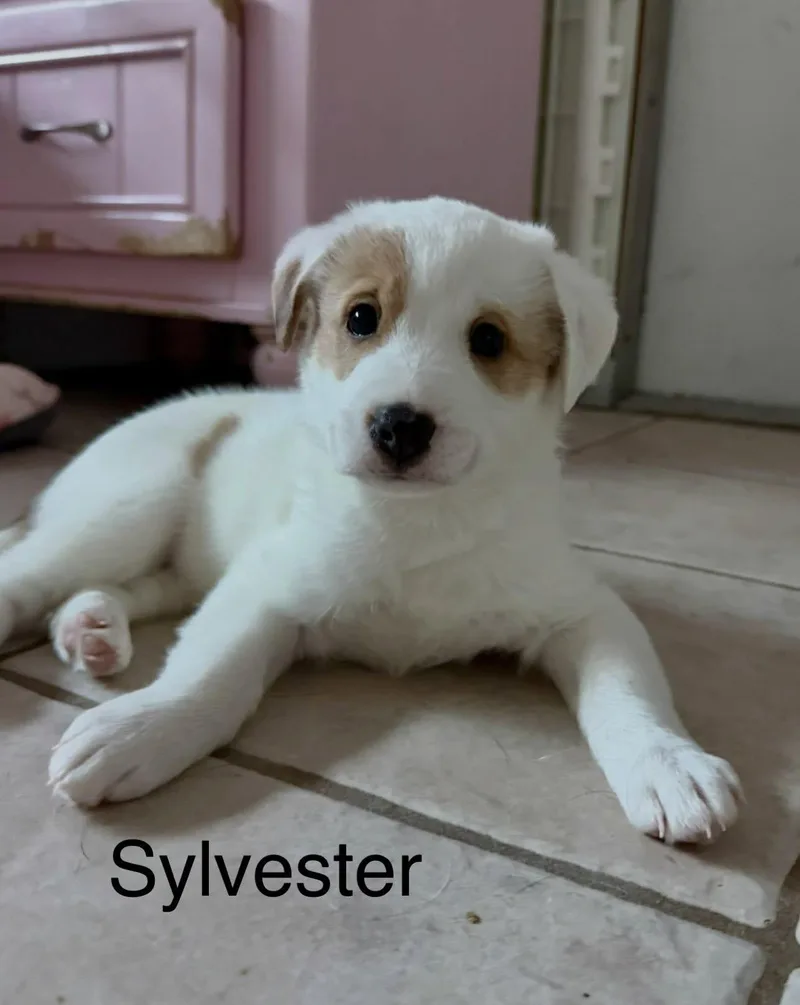 A baby medium-sized male Jack Russell Terrier dog named Sylvester for adoption in Phoenix, AZ