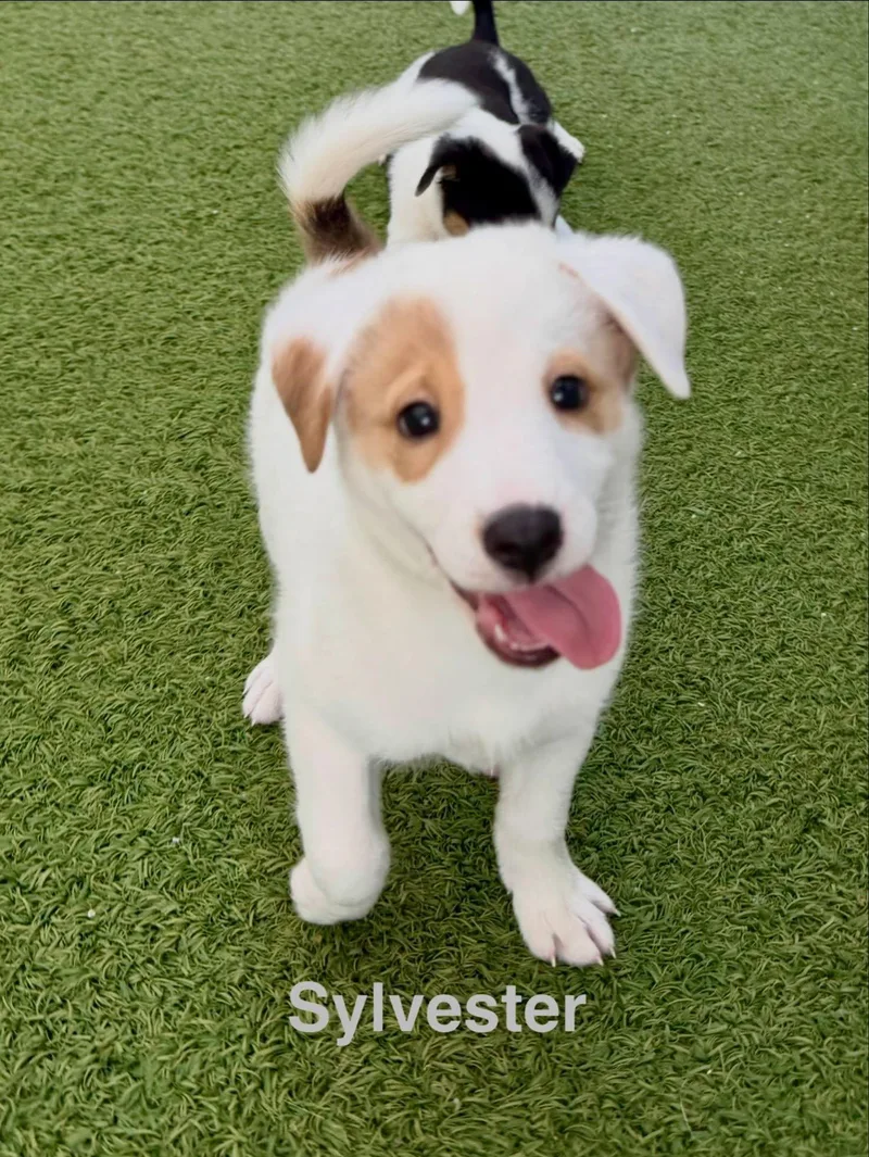 Sylvester thumbnail 2