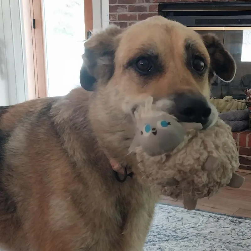 A senior large-sized male Yellow / Tan / Blond / Fawn German Shepherd Dog dog named Ol' Roy FC ES for adoption in Union, MO