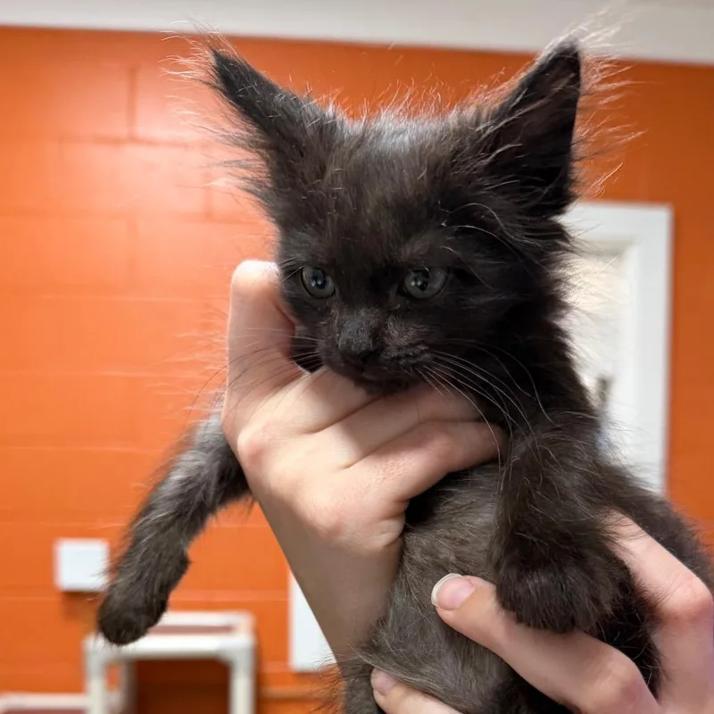 A baby small-sized female Black Domestic Medium Hair cat named Wildfire for adoption in Pensacola, FL