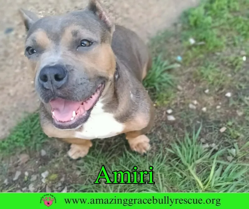 Amiri