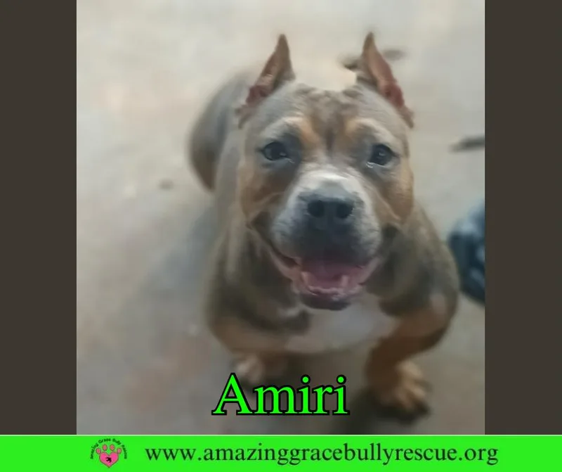 Amiri thumbnail 2