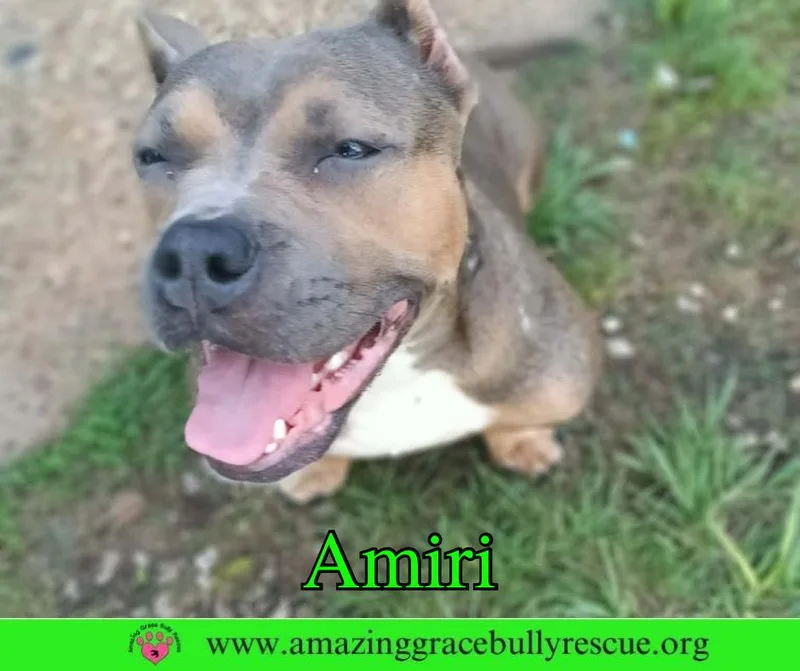 Amiri thumbnail 3