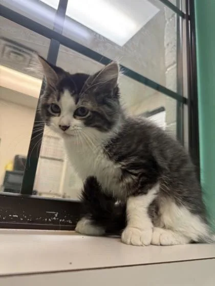 A baby small-sized female Black Domestic Short Hair cat named Maggie for adoption in Harbor Springs, MI