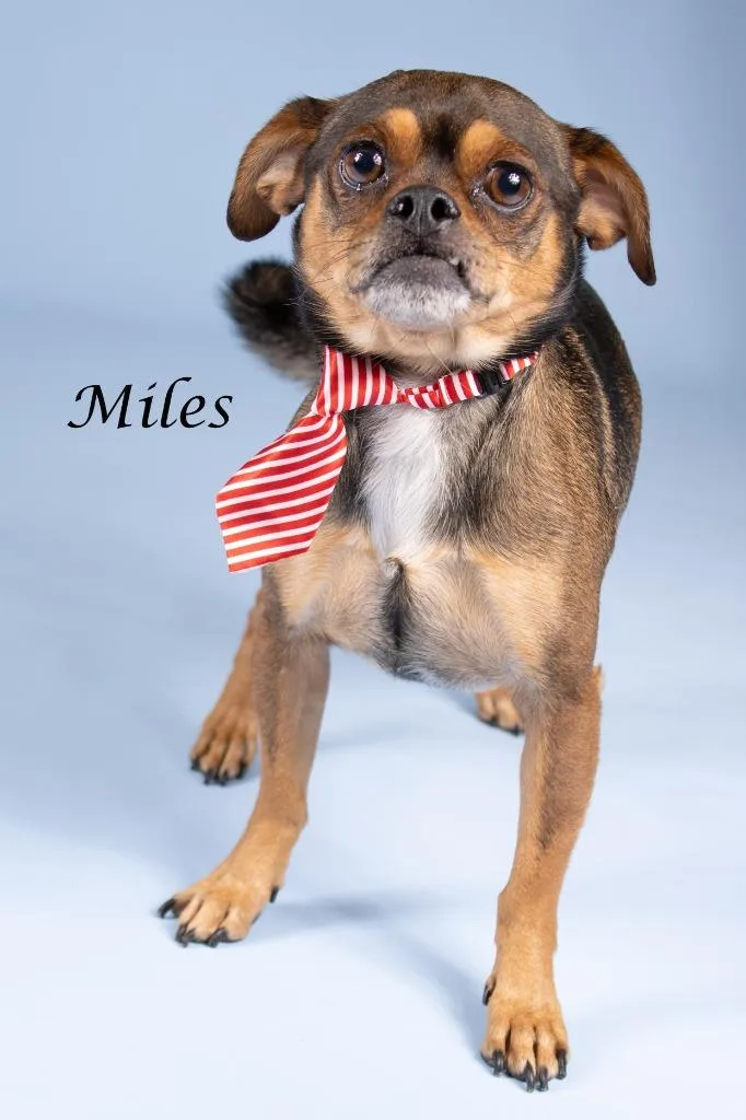 Miles