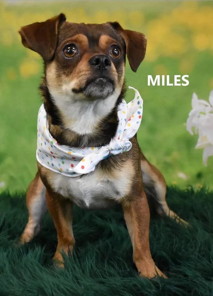 Miles thumbnail 2