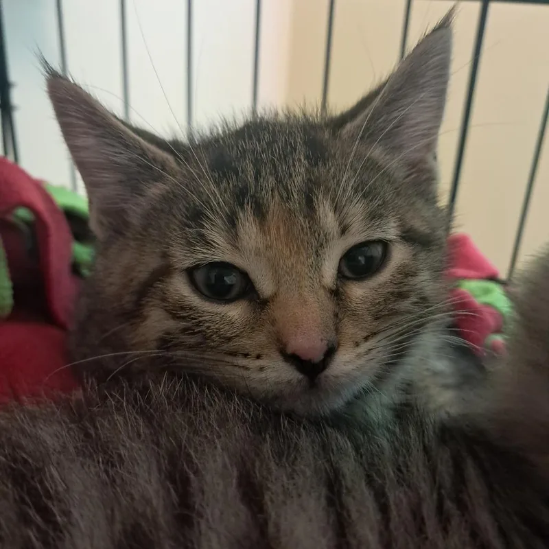 A baby small-sized female Brown / Chocolate Domestic Short Hair cat named Checkers for adoption in Concord, NH