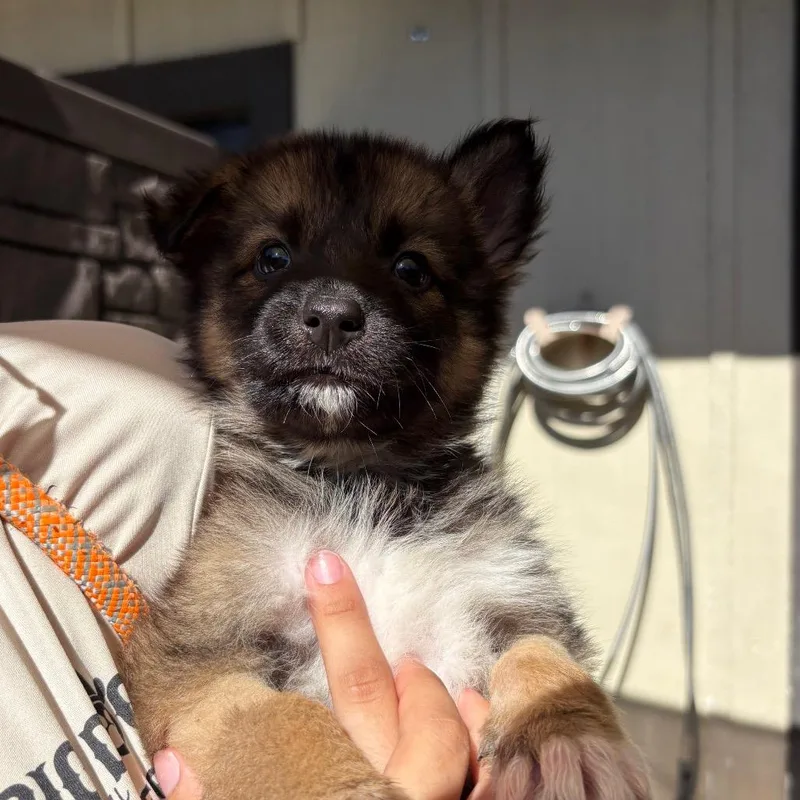 A baby small-sized female Brown / Chocolate Husky dog named Scarecrow for adoption in LOXAHATCHEE, FL