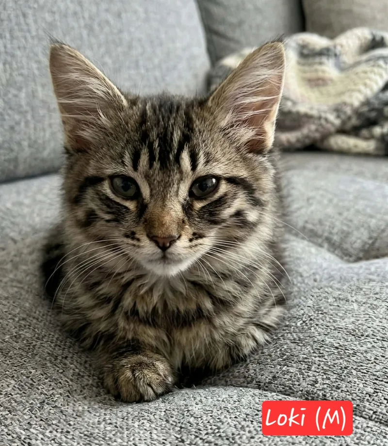 Loki