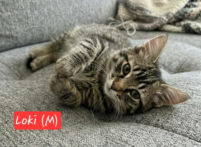 Loki thumbnail 2