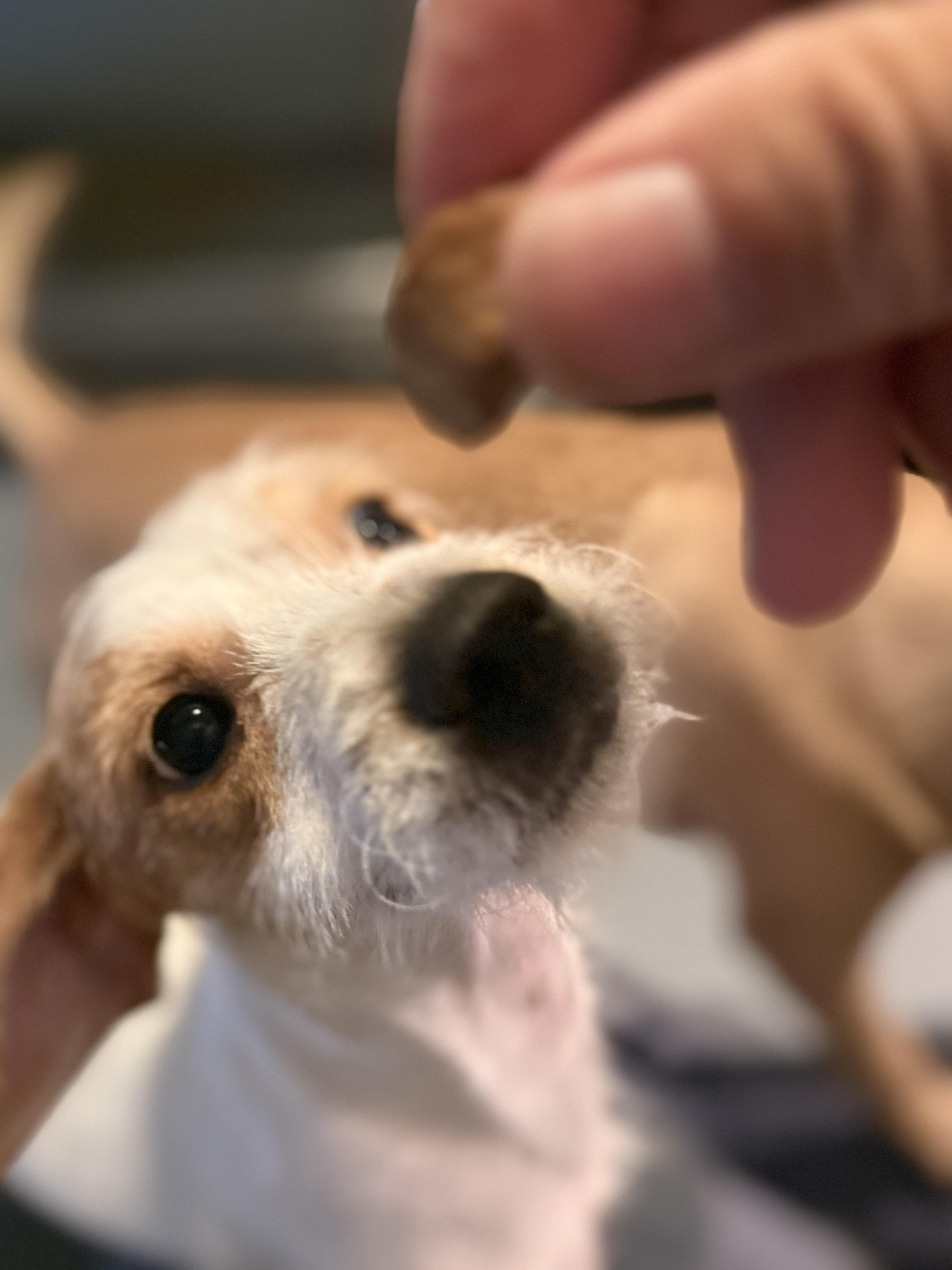 Shaggy thumbnail 2