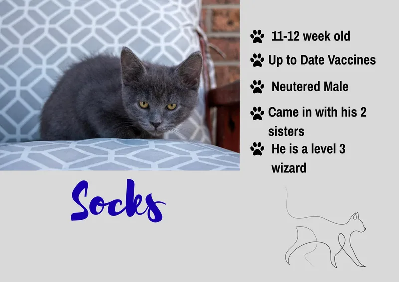 A baby medium-sized male Domestic Short Hair cat named Socks for adoption in Junction City, KS