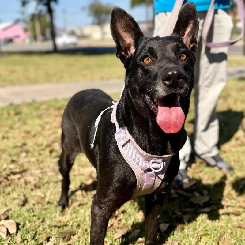 An adult large-sized female Black German Shepherd Dog dog named Violet for adoption in Austin, TX