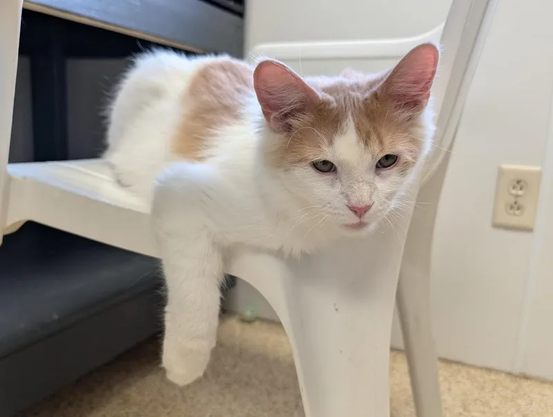An adult medium-sized male Domestic Long Hair cat named Roswell for adoption in Waupun, WI