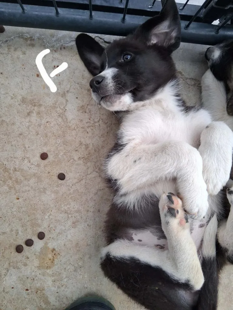 A baby large-sized female Anatolian Shepherd dog named Depa Billaba for adoption in Brownwood, TX