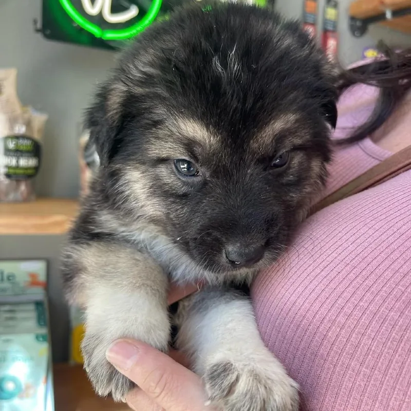 A baby large-sized female Black German Shepherd Dog dog named Mckay for adoption in Tacoma, WA