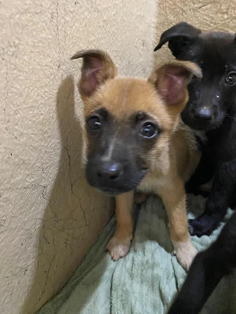 A baby small-sized female Mixed Breed dog named Sheeba for adoption in Cartersville , GA