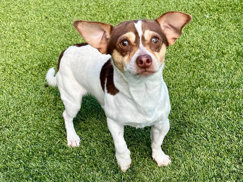 A young small-sized male Chihuahua dog named Tug for adoption in Elkhorn, WI